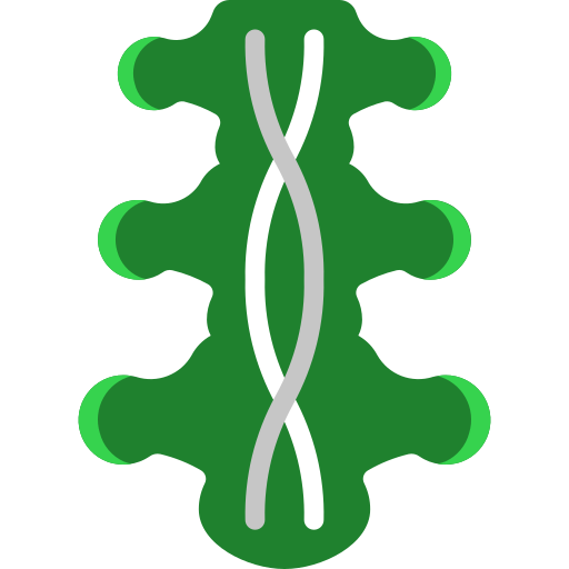 spinal-cord